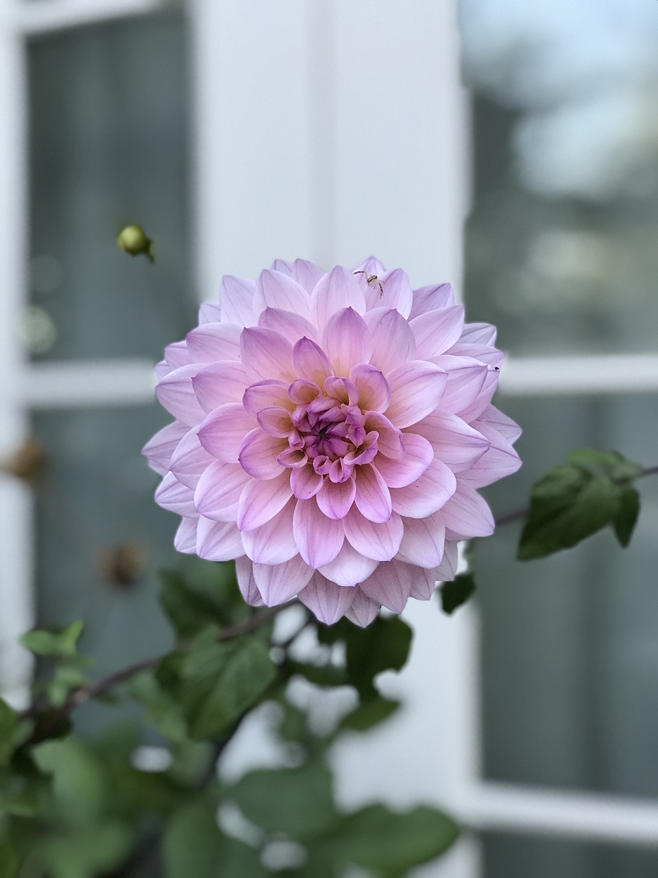 Dahlia, Gėlių, Gėlė, Sodas, Rožinis, Botanikos, Žiedas, Žydėti, Nemokamos Nuotraukos,  Nemokama Licenzija