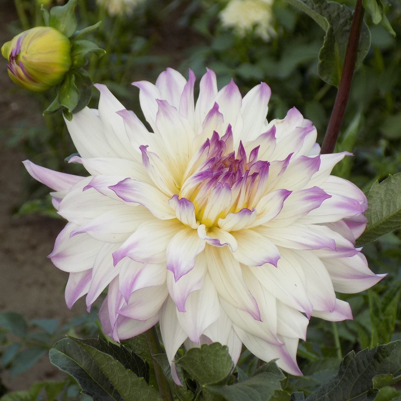 Dahlia, Gėlė, Botanikos Sodas, Vasaros Gėlės, Gražus, Iš Arti, Švelnus, Nemokamos Nuotraukos,  Nemokama Licenzija