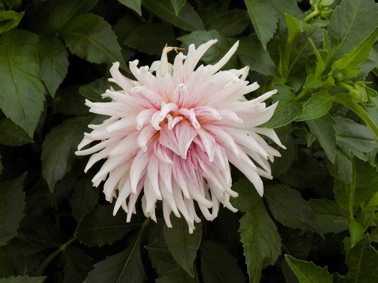 Dahlia, Gėlė, Augalas, Nemokamos Nuotraukos,  Nemokama Licenzija