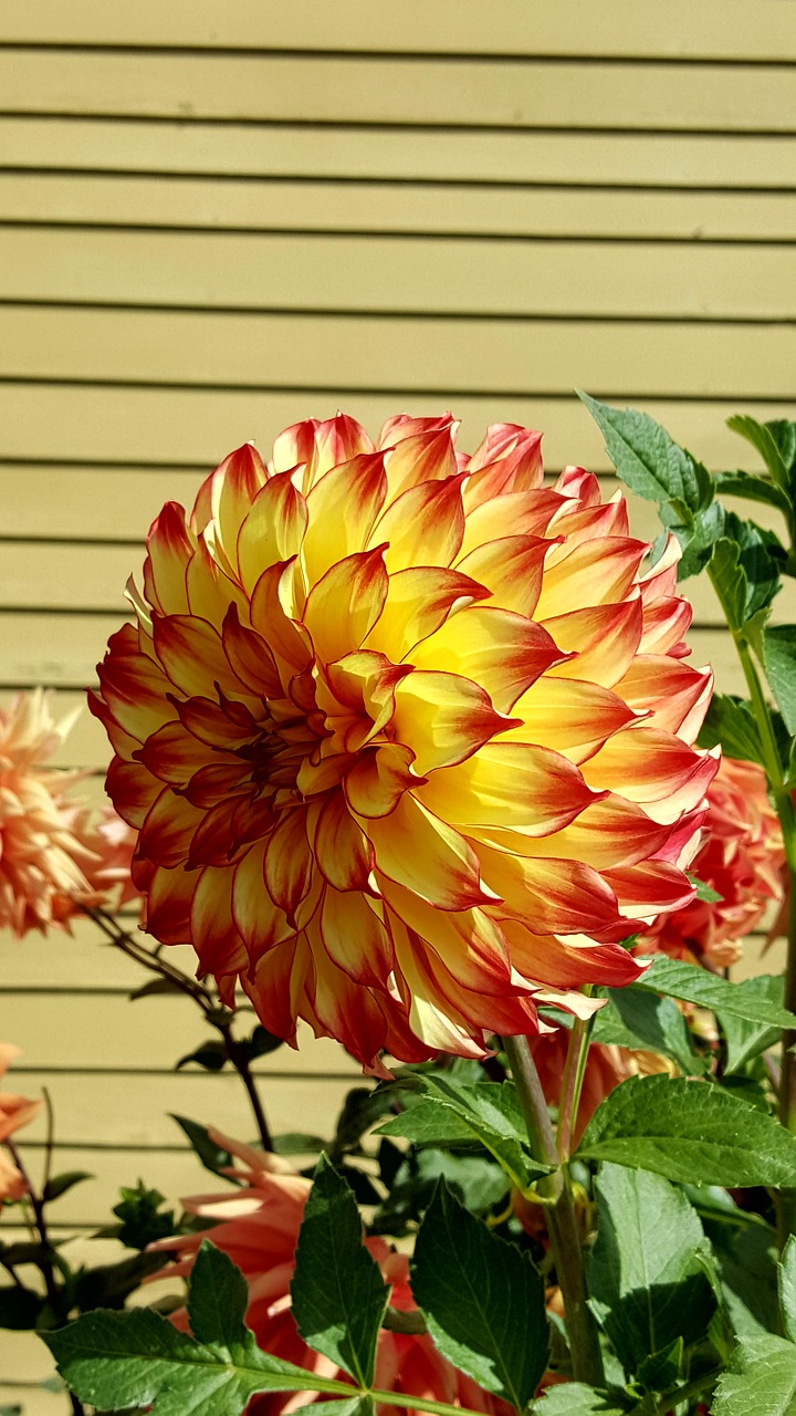 Dahlia, Vasaros Pabaigoje, Gėlė, Nemokamos Nuotraukos,  Nemokama Licenzija