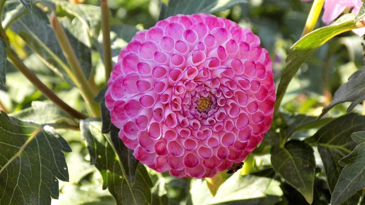 Dahlia, Sferinis Dahlia, Gėlė, Alyvinė Gėlė, Gamta, Vasara, Lakštas, Augalas, Nemokamos Nuotraukos,  Nemokama Licenzija