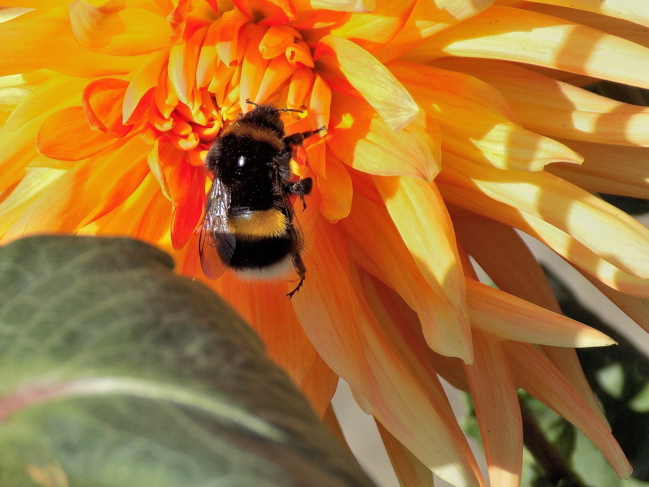 Dahlia, Kamanė, Gamta, Gėlė, Augalas, Vabzdys, Krupnyj Planas, Nemokamos Nuotraukos,  Nemokama Licenzija