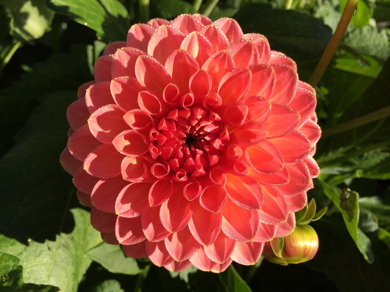 Dahlia,  Gėlė,  Oranžinė Gėlė, Nemokamos Nuotraukos,  Nemokama Licenzija