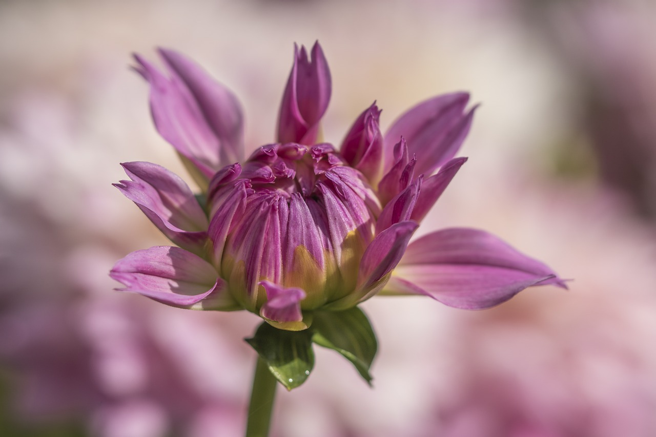 Dahlia,  Rožinis,  Gėlė,  Žiedas,  Žydi,  Augalų,  Pobūdį,  Gėlių Sodas,  Dahlia Sodas,  Sodas