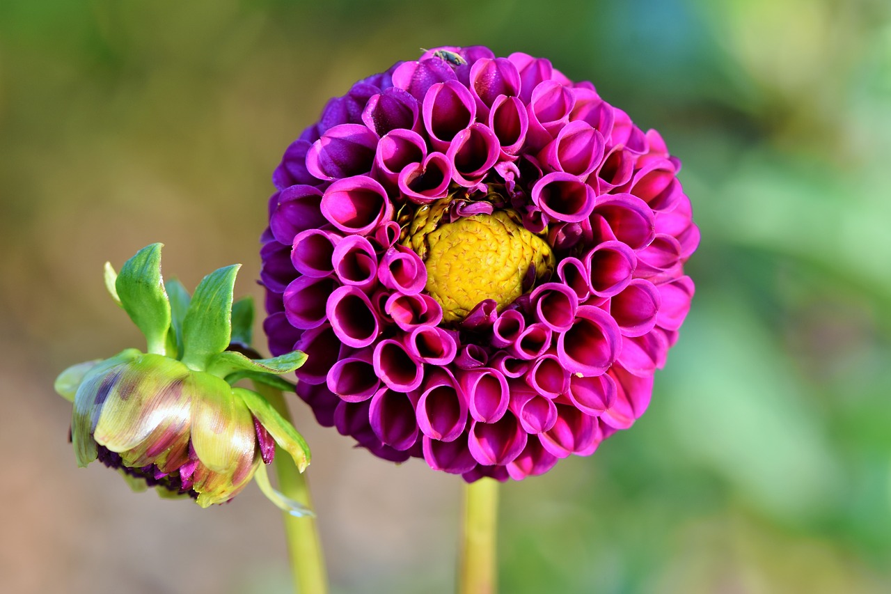 Dahlia,  Jurginų Pumpuras,  Gėlė,  Bud,  Dahlia Sodas,  Sodo Augalų,  Žiedas,  Žydi,  Augalų,  Žydėjimas