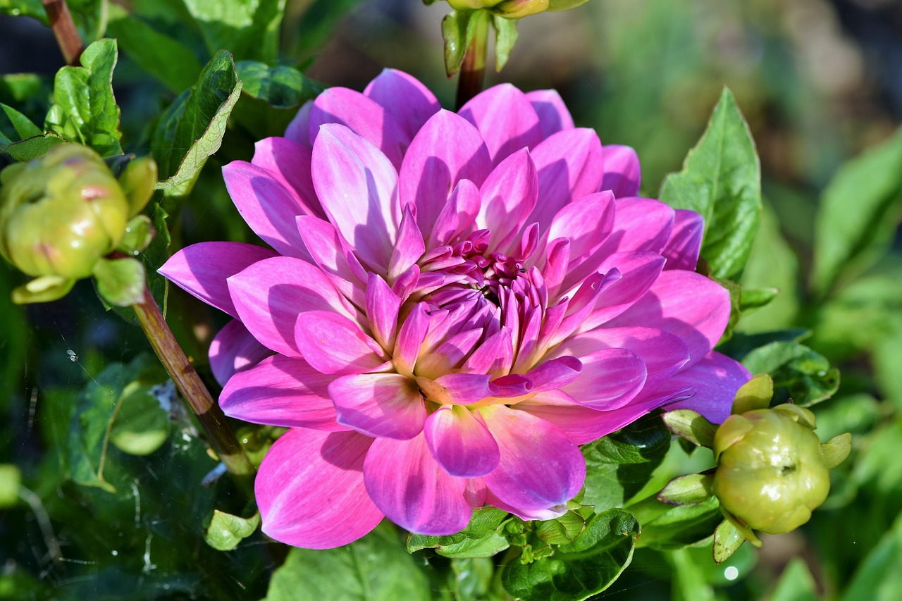 Dahlia,  Jurginų Pumpuras,  Gėlė,  Bud,  Dahlia Sodas,  Sodo Augalų,  Žiedas,  Žydi,  Augalų,  Sodas