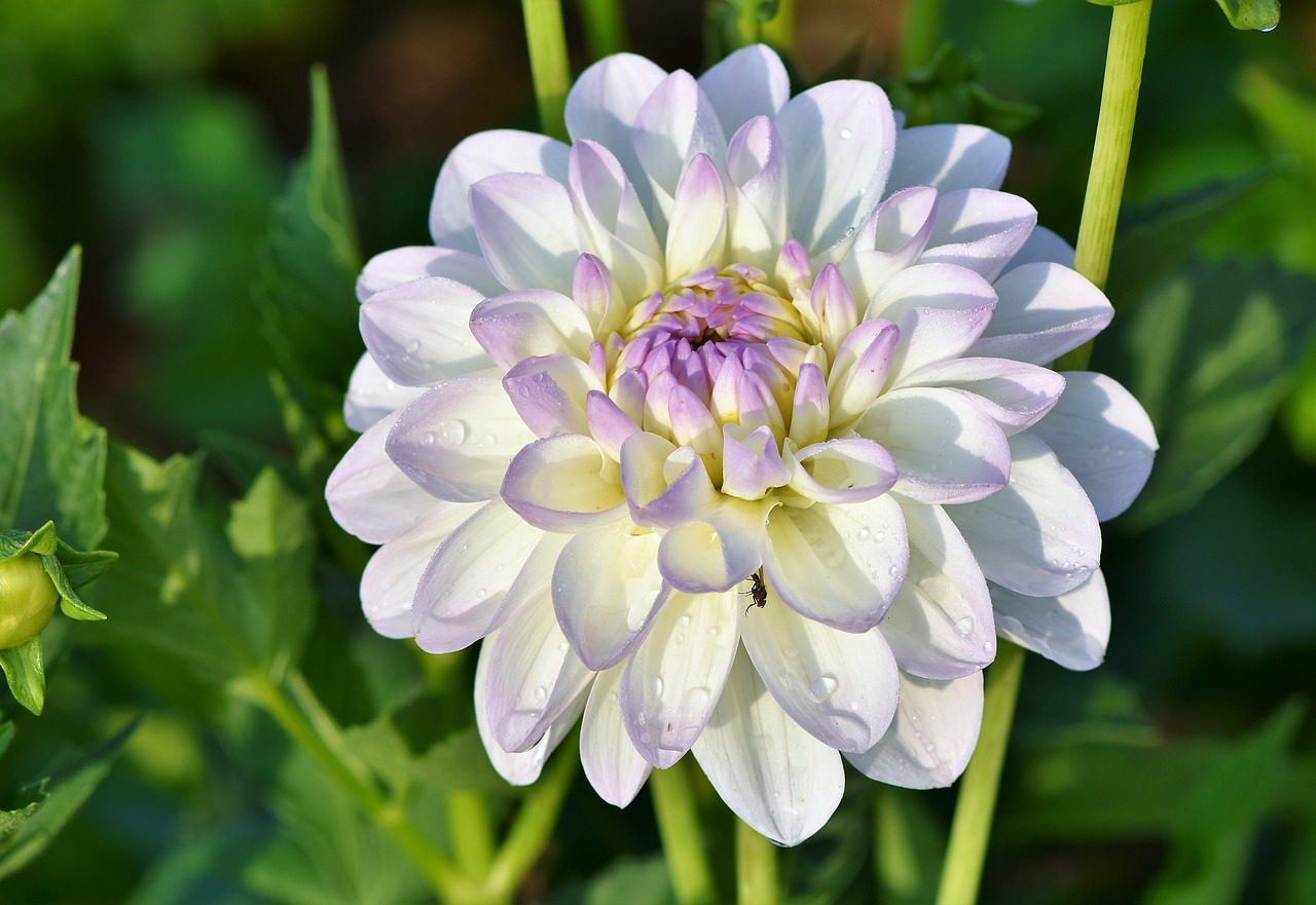 Dahlia,  Jurginų Pumpuras,  Gėlė,  Bud,  Dahlia Sodas,  Sodo Augalų,  Žiedas,  Žydi,  Augalų,  Žydi