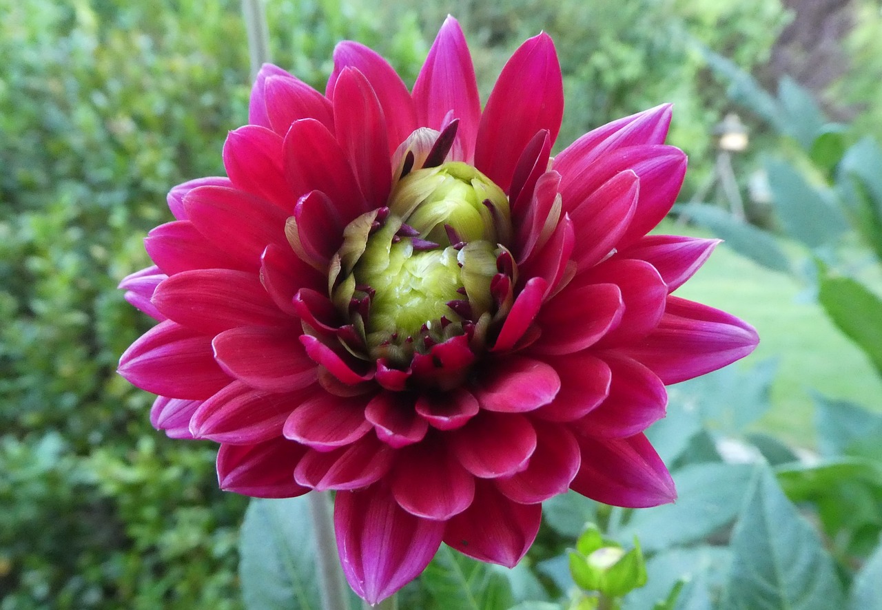 Dahlia,  Raudona,  Retenybė,  Žiedas,  Žydėjimas, Nemokamos Nuotraukos,  Nemokama Licenzija