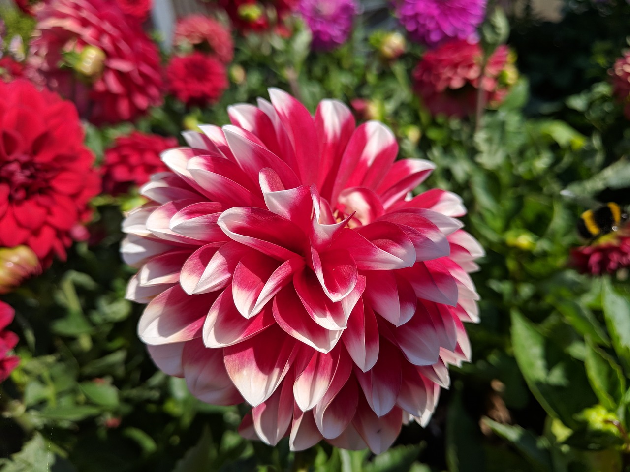 Dahlia,  Gėlė,  Žiedas,  Pobūdį,  Floros,  Sodas,  Žydėjimas, Nemokamos Nuotraukos,  Nemokama Licenzija