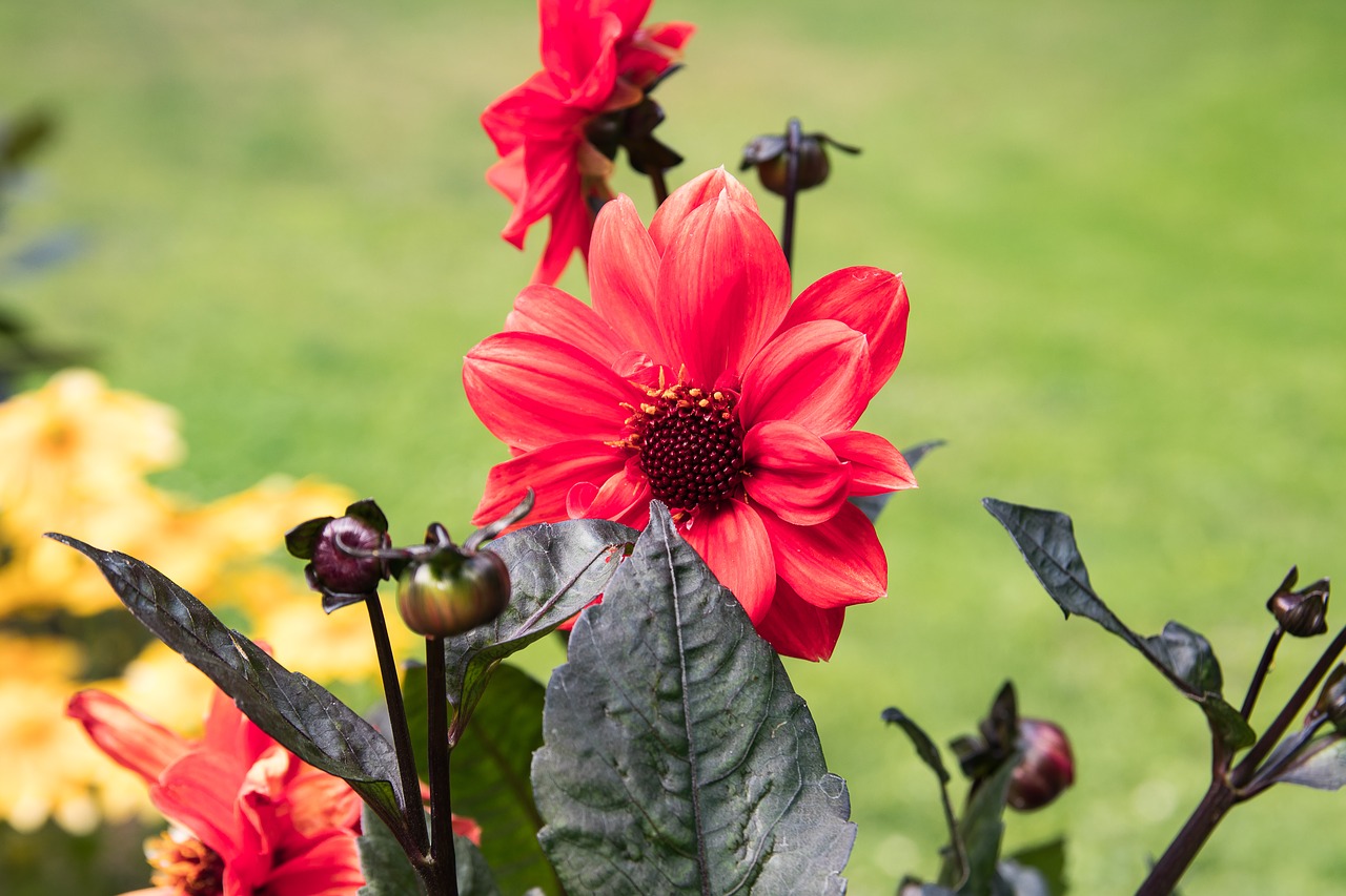 Dahlia,  Gėlė,  Augalų,  Žiedas,  Žydi,  Floros,  Sodas,  Dekoratyvinis Augalas,  Pobūdį,  Raudonas