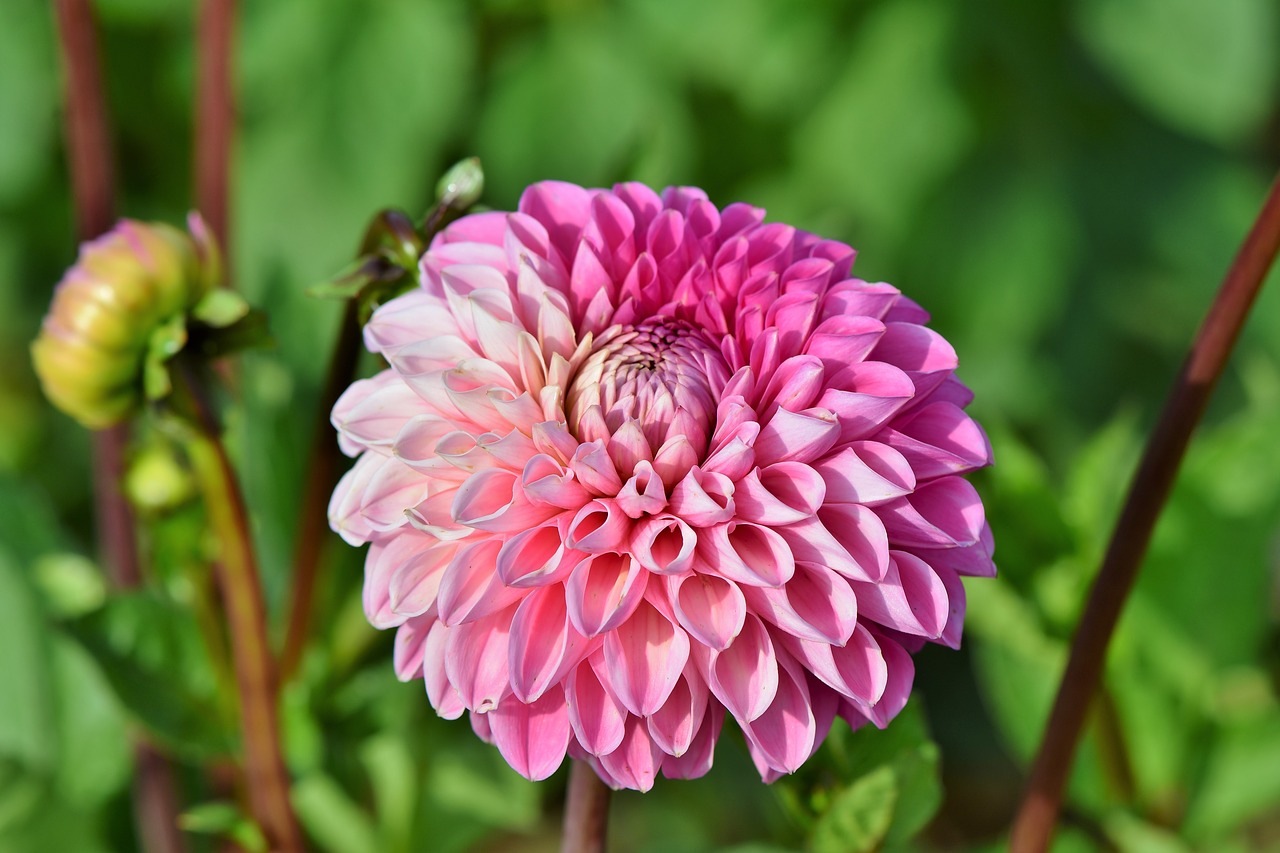 Dahlia,  Jurginų Pumpuras,  Gėlė,  Bud,  Dahlia Sodas,  Sodo Augalų,  Žiedas,  Žydi,  Augalų,  Žydi