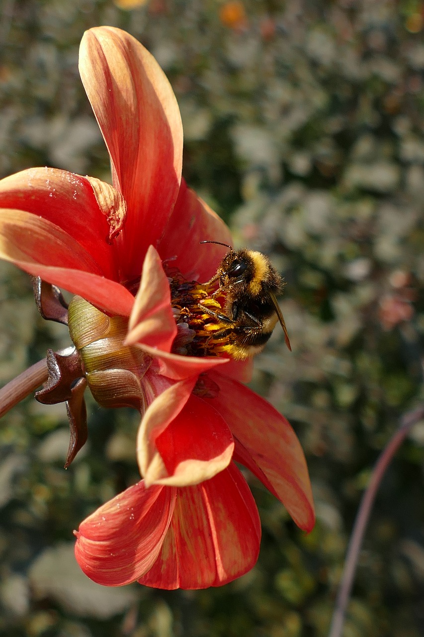 Dahlia,  Augalų,  Gėlė,  Floros,  Kamanė,  Re,  Žiedadulkės,  Paskirstymo,  Tręšimas,  Sėklos