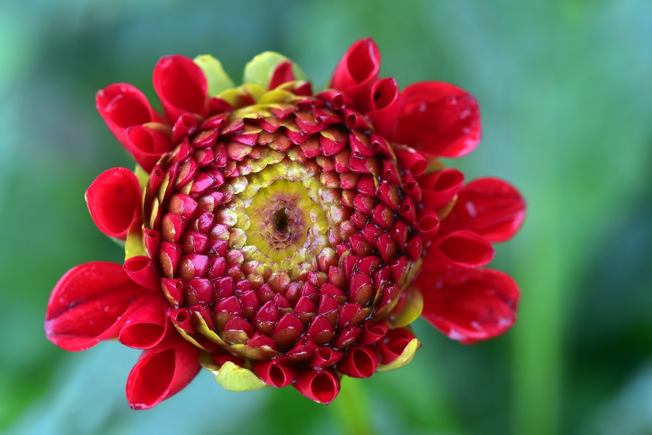 Dahlia,  Žiedas,  Žydi,  Gėlė,  Bud,  Žydi,  Šlapias,  Lietaus,  Vandens,  Lašelinė