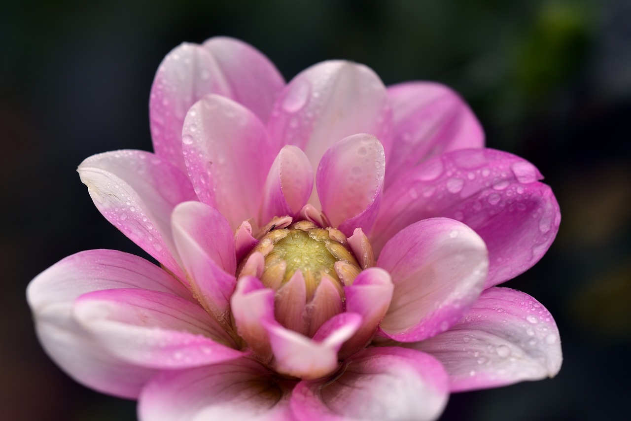 Dahlia,  Žiedas,  Žydi,  Gėlė,  Augalų,  Dahlia Sodas,  Floros,  Sodo Augalų,  Žydi,  Pobūdį