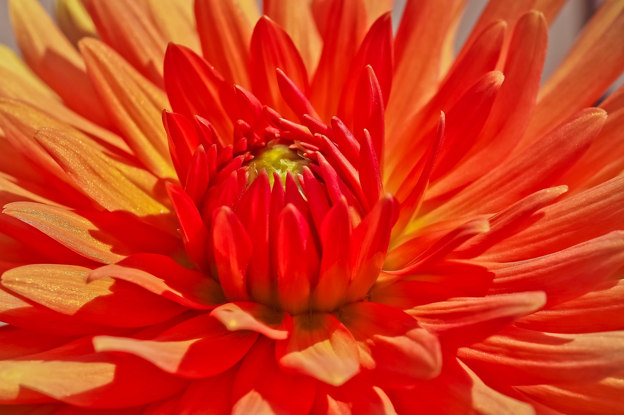 Dahlia,  Gėlė,  Žiedas,  Žydi,  Augalų,  Dahlia Sodas,  Sodo Augalų,  Žydi,  Bud,  Floros