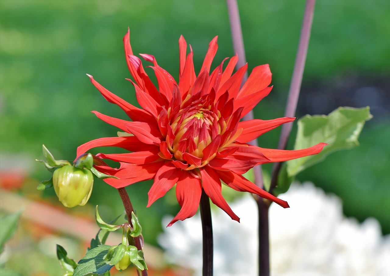 Dahlia,  Kaktusas Georginia,  Gėlių Sodas,  Gėlė,  Žiedas,  Žydi,  Sodas,  Raudona,  Kompozitai,  Pobūdį