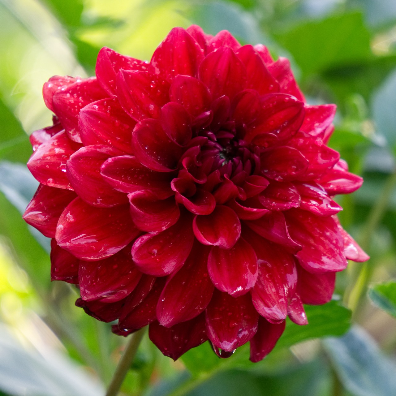 Dahlia,  Žiedas,  Žydi,  Gėlė,  Augalų,  Dahlia Sodas,  Sodo Augalų,  Žydi,  Pobūdį,  Sodas