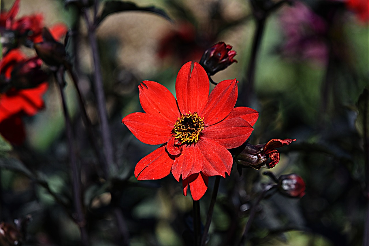 Dahlia,  Gėlė,  Raudona,  Augalų,  Žydi,  Žiedlapis,  Pistils,  Kuokelių, Nemokamos Nuotraukos,  Nemokama Licenzija