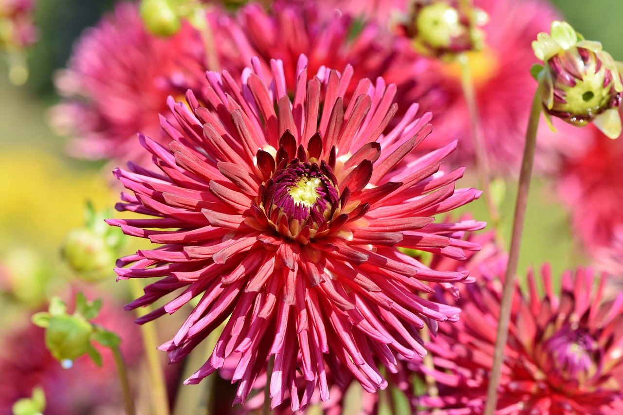 Dahlia,  Kaktusas Georginia,  Gėlių Sodas,  Gėlė,  Žiedas,  Žydi,  Sodas,  Raudona,  Kompozitai,  Pobūdį