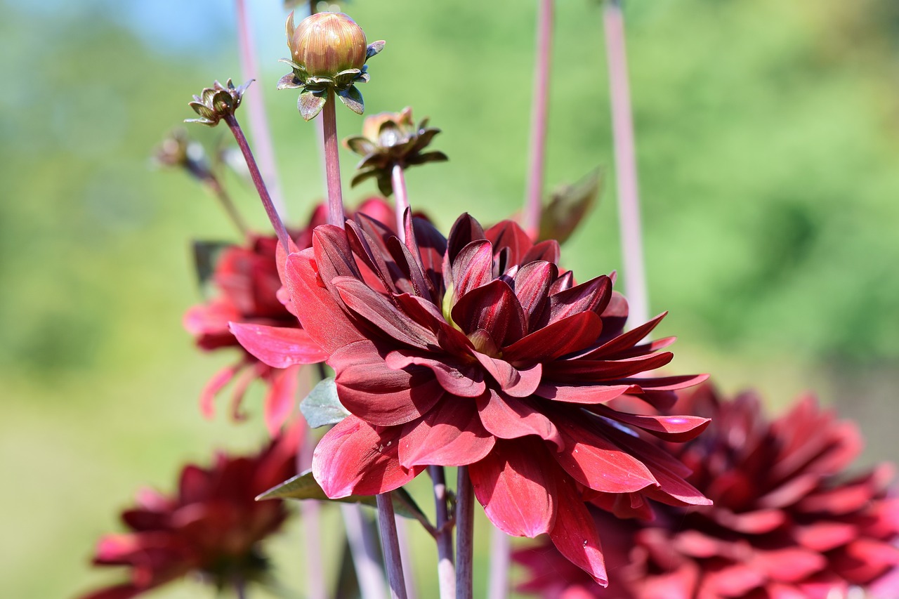 Dahlia,  Jurginų Pumpuras,  Gėlė,  Bud,  Dahlia Sodas,  Sodo Augalų,  Žiedas,  Žydi,  Augalų,  Žydi