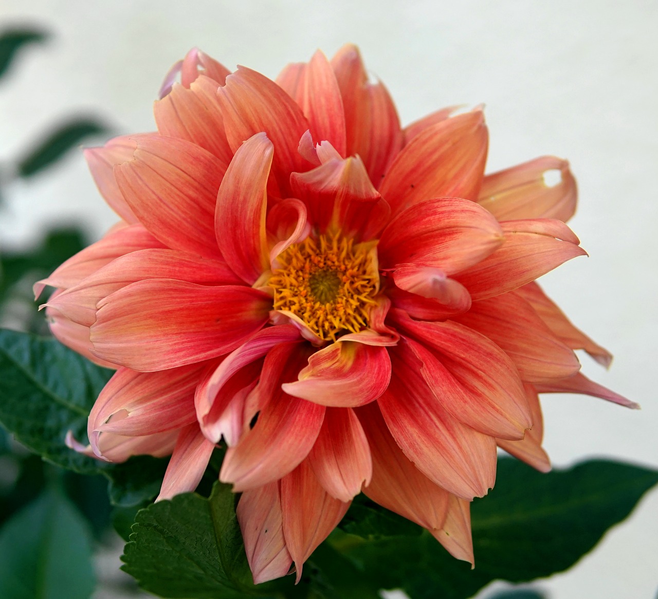 Dahlia,  Žiedas,  Žydi,  Gėlė,  Floros,  Rožinis,  Vasara, Nemokamos Nuotraukos,  Nemokama Licenzija