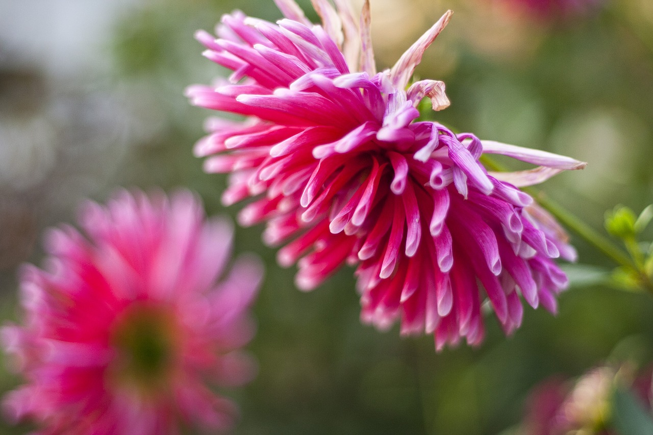 Dahlia,  Gėlė,  Rožinis,  Žydi,  Bud,  Jurginų,  Vasara,  Žiedas,  Floros,  Gamta