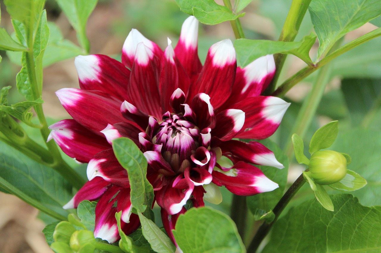 Dahlia,  Raudonos Georginia Baltos Spalvos,  Georginia Dwubarwny,  Žydėjimas, Nemokamos Nuotraukos,  Nemokama Licenzija