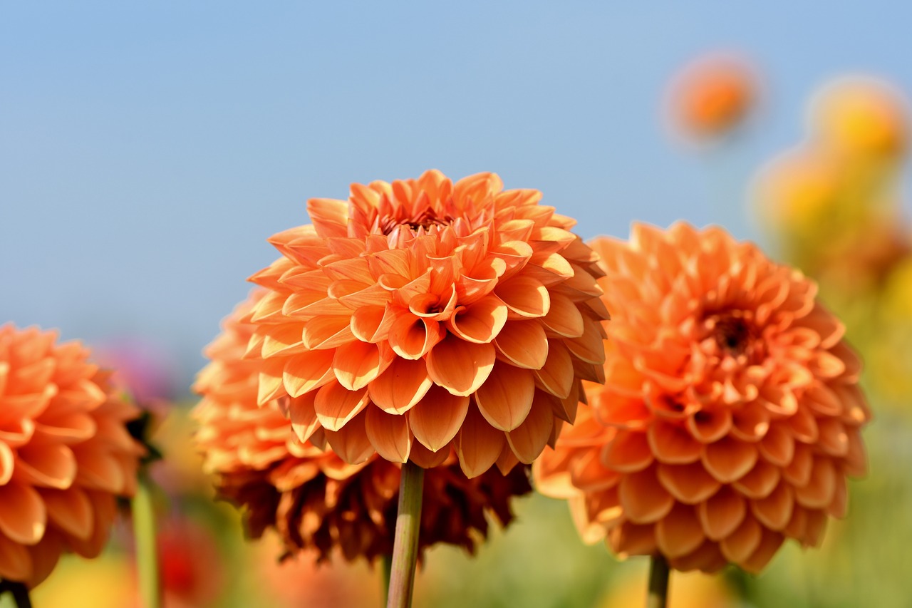 Dahlia,  Jurginų Pumpuras,  Gėlė,  Bud,  Dahlia Sodas,  Sodo Augalų,  Žiedas,  Žydi,  Augalų,  Žydi