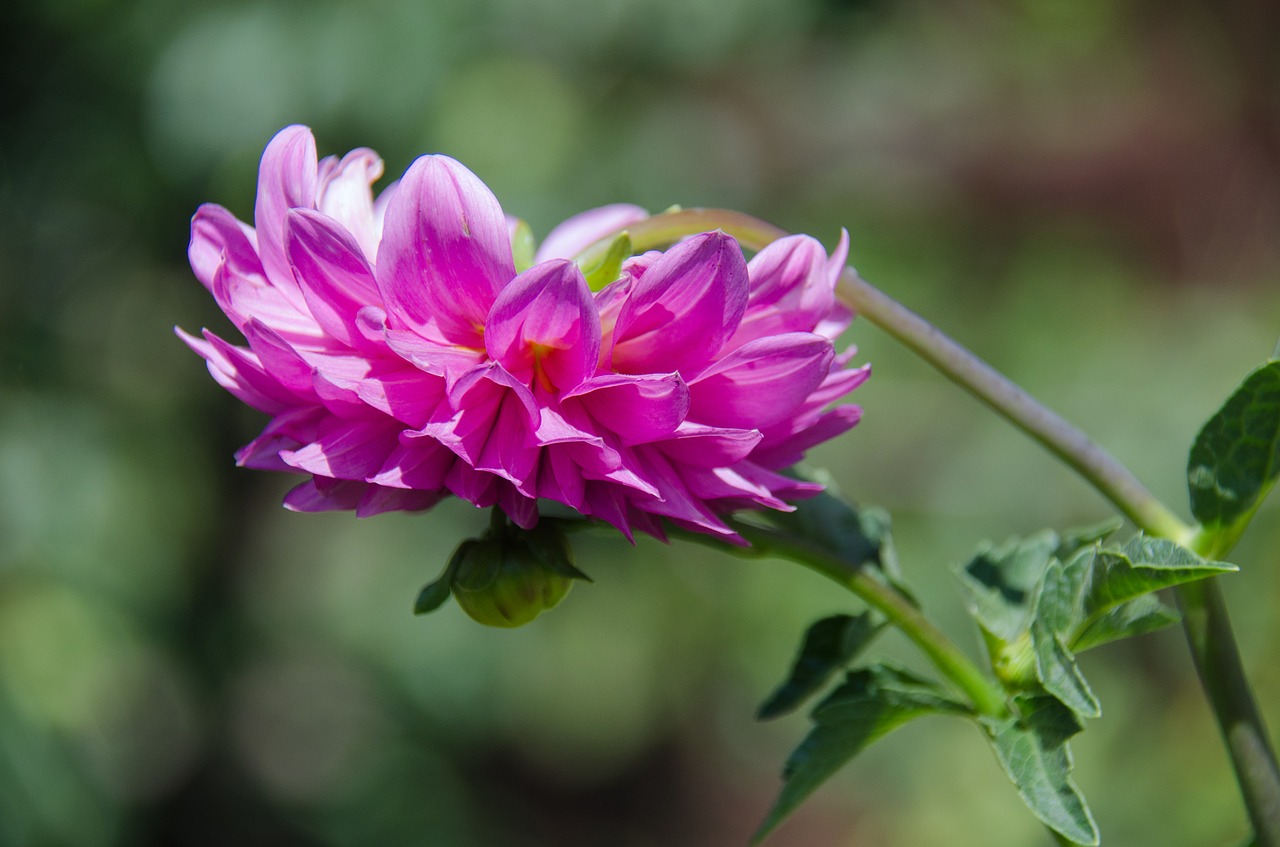 Dahlia, Gėlė, Krupnyj Planas, Gėlės, Rožinis, Sodo Gėlė, Gamta, Budas, Žiedlapiai, Gražus