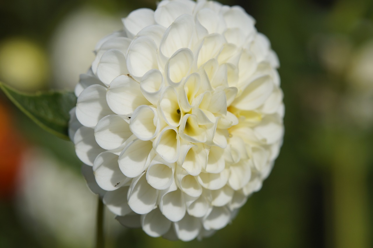 Dahlia, Žiedas, Žydėti, Globojamos, Gėlė, Rutulys, Balta, Grakštus, Gražus, Dahlia Sodas