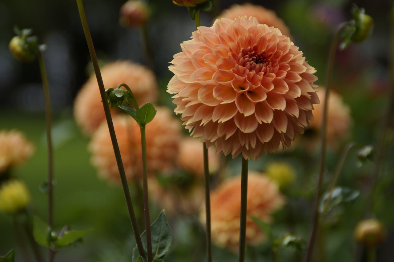 Dahlia, Oranžinė, Sodas, Sodo Sodas, Uždaryti, Gėlės, Gražus, Vasaros Pabaigoje, Ruduo, Flora