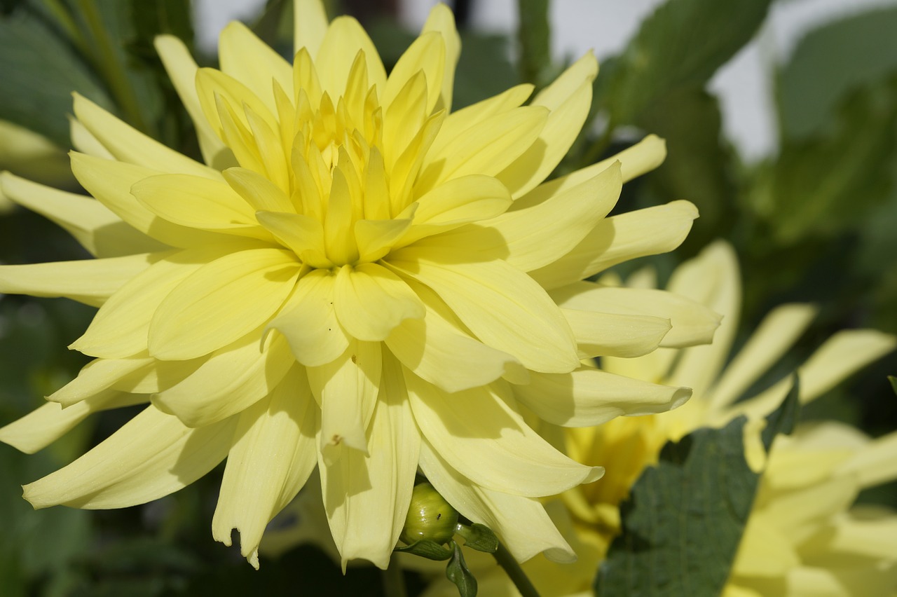 Dahlia, Geltona, Šviesus, Gėlė, Žiedas, Žydėti, Gėlių Sodas, Dekoratyvinis Augalas, Ruduo, Dekoratyvinė Gėlė