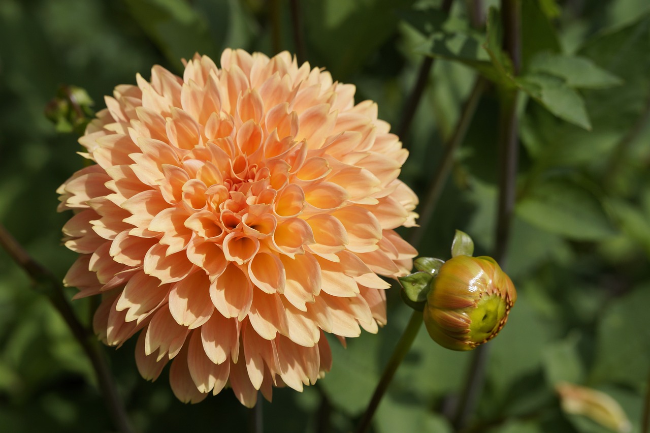 Dahlia, Oranžinė, Rutulys, Globojamos, Žiedas, Žydėti, Gėlė, Dahlia Sodas, Ruduo, Dekoratyvinė Gėlė