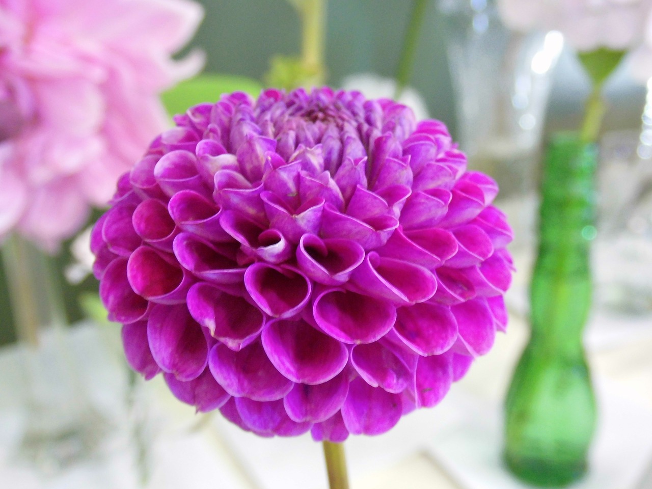 Dahlia, Violetinė, Gėlė, Gražus, Žiedas, Žiedlapis, Gėlių, Iš Arti, Nemokamos Nuotraukos,  Nemokama Licenzija