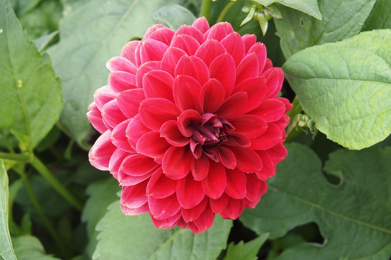 Dahlia, Raudona, Gėlė, Vasara, Žydėti, Žydi, Žiedas, Ruduo, Nemokamos Nuotraukos,  Nemokama Licenzija