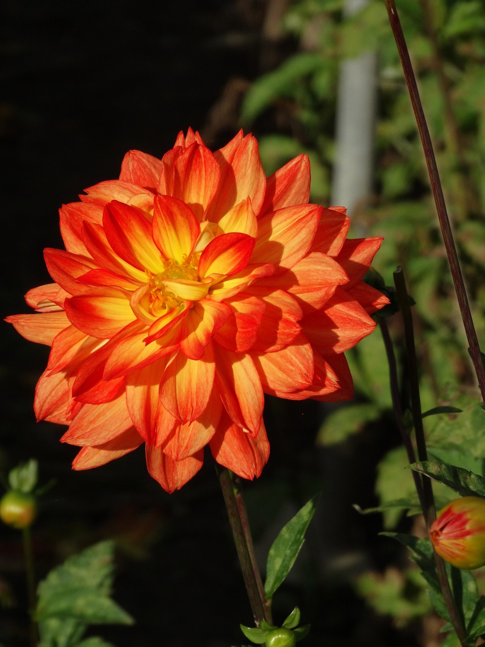 Dahlia, Gėlė, Gėlių Žiedai, Raudona, Geltona, Gėlių Pumpurai, Spalva, Nemokamos Nuotraukos,  Nemokama Licenzija