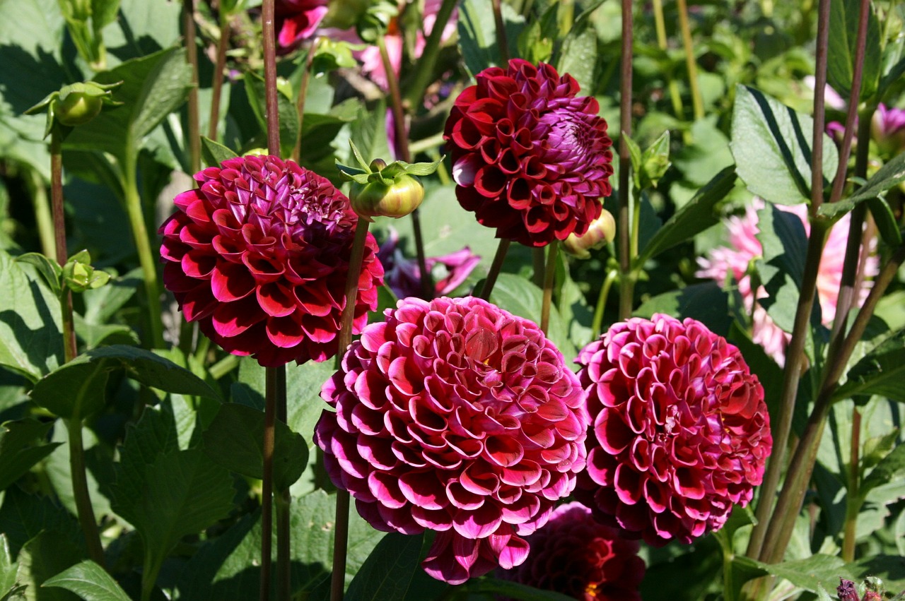 Dahlia, Raudona Dahlia, Raudona Gėlė, Gėlė, Nemokamos Nuotraukos,  Nemokama Licenzija