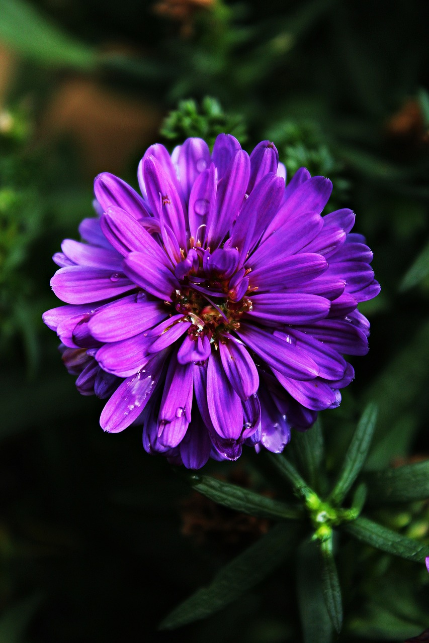 Dahlia, Violetinė, Violetinė, Žiedas, Žydėti, Gėlė, Augalas, Gamta, Vasaros Pabaigoje, Ruduo