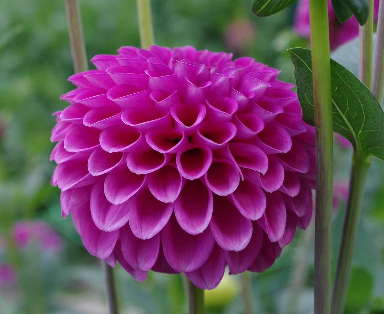 Dahlia, Gėlė, Žydėti, Žiedas, Augalas, Rožinis, Uždaryti, Modelis, Žiedlapis, Gėlių