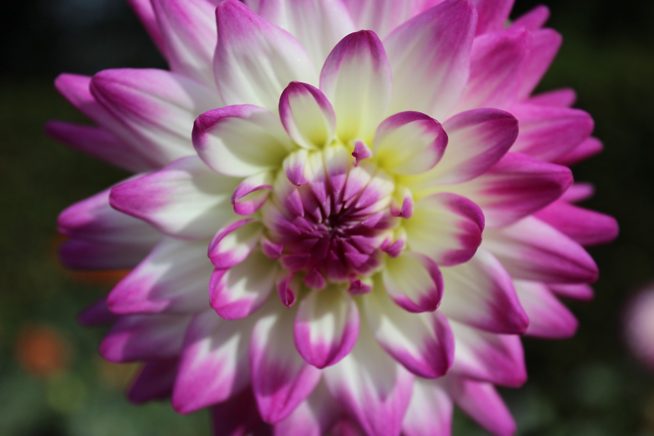 Dahlia, Žiedas, Žydėti, Rudens Gėlė, Nemokamos Nuotraukos,  Nemokama Licenzija