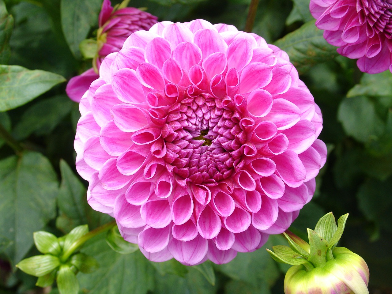 Dahlia, Gėlė, Violetinė, Žiedas, Žydėti, Makro, Spalvinga, Šviesus, Gėlių, Žiedlapis