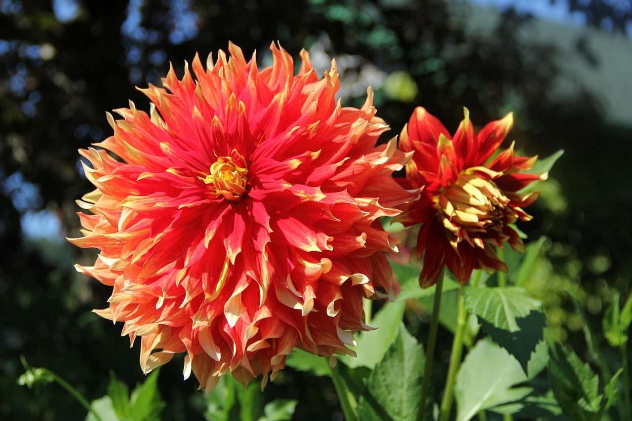 Dahlia, Gėlė, Gamta, Nemokamos Nuotraukos,  Nemokama Licenzija