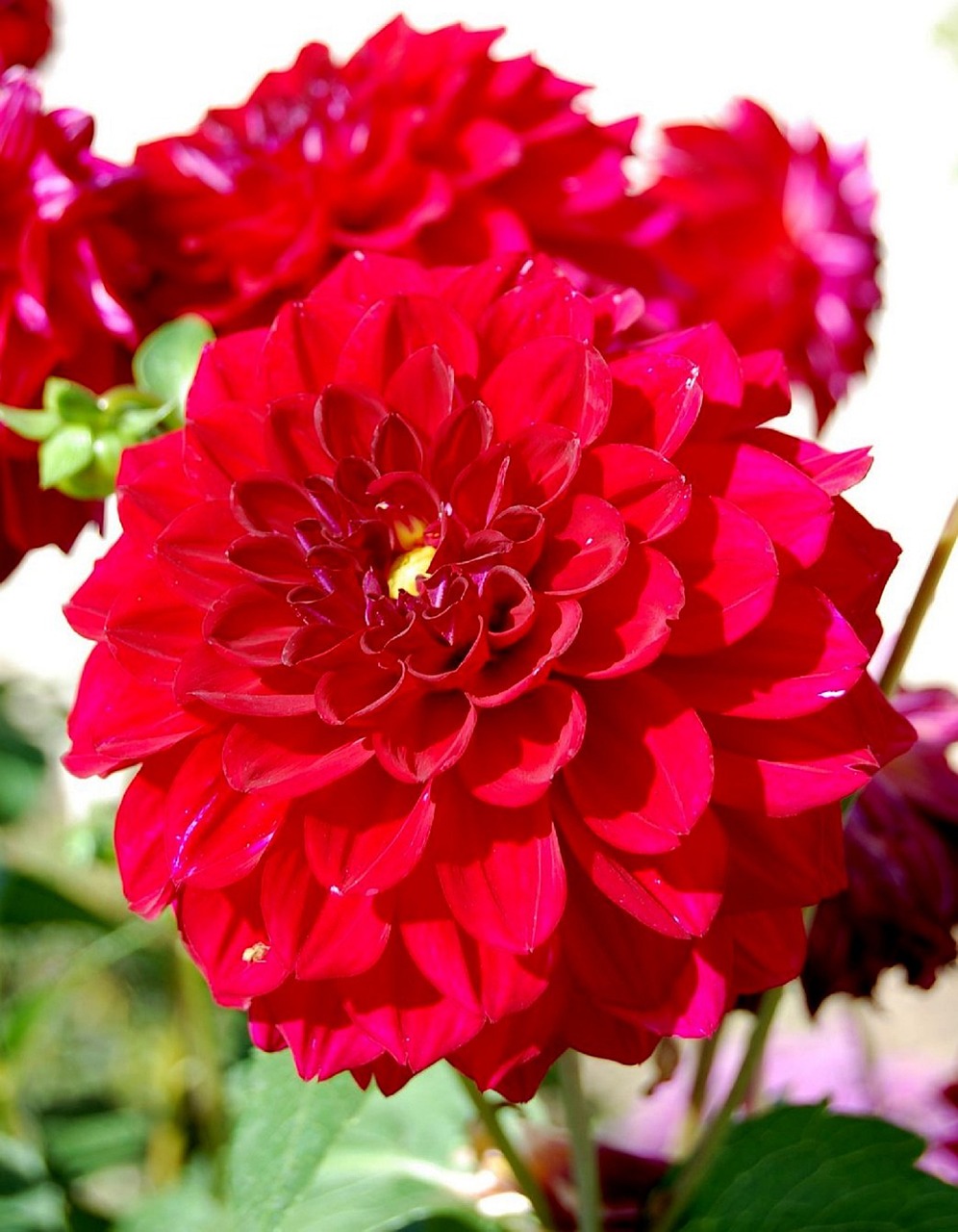 Dahlia, Raudona, Maroon, Gamta, Spalvinga, Spalva, Žiedas, Gėlė, Vasara, Žydėti