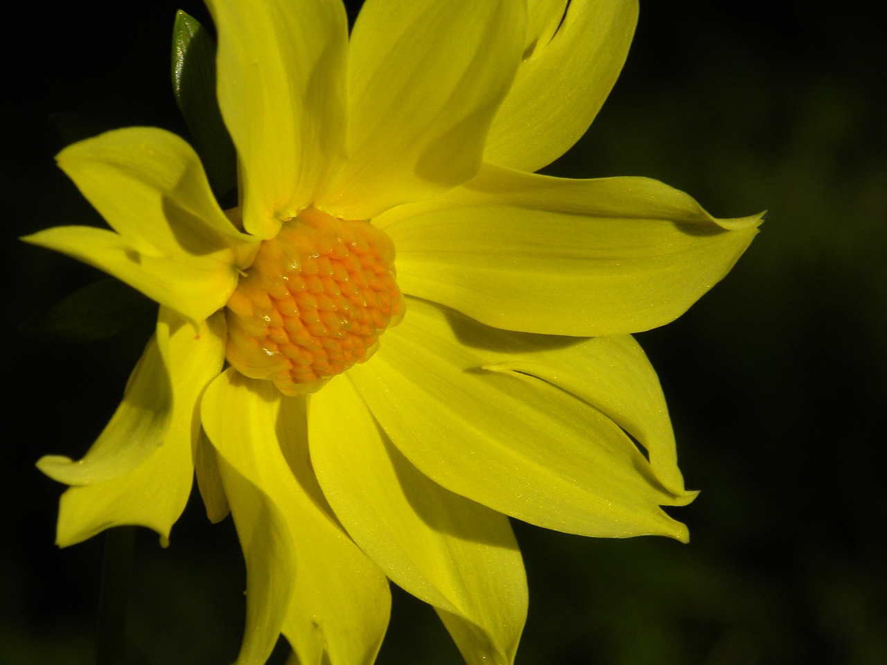 Dahlia, Gėlė, Geltona, Gėlių, Spalva, Žiedlapis, Žiedas, Žydėti, Flora, Šviežias