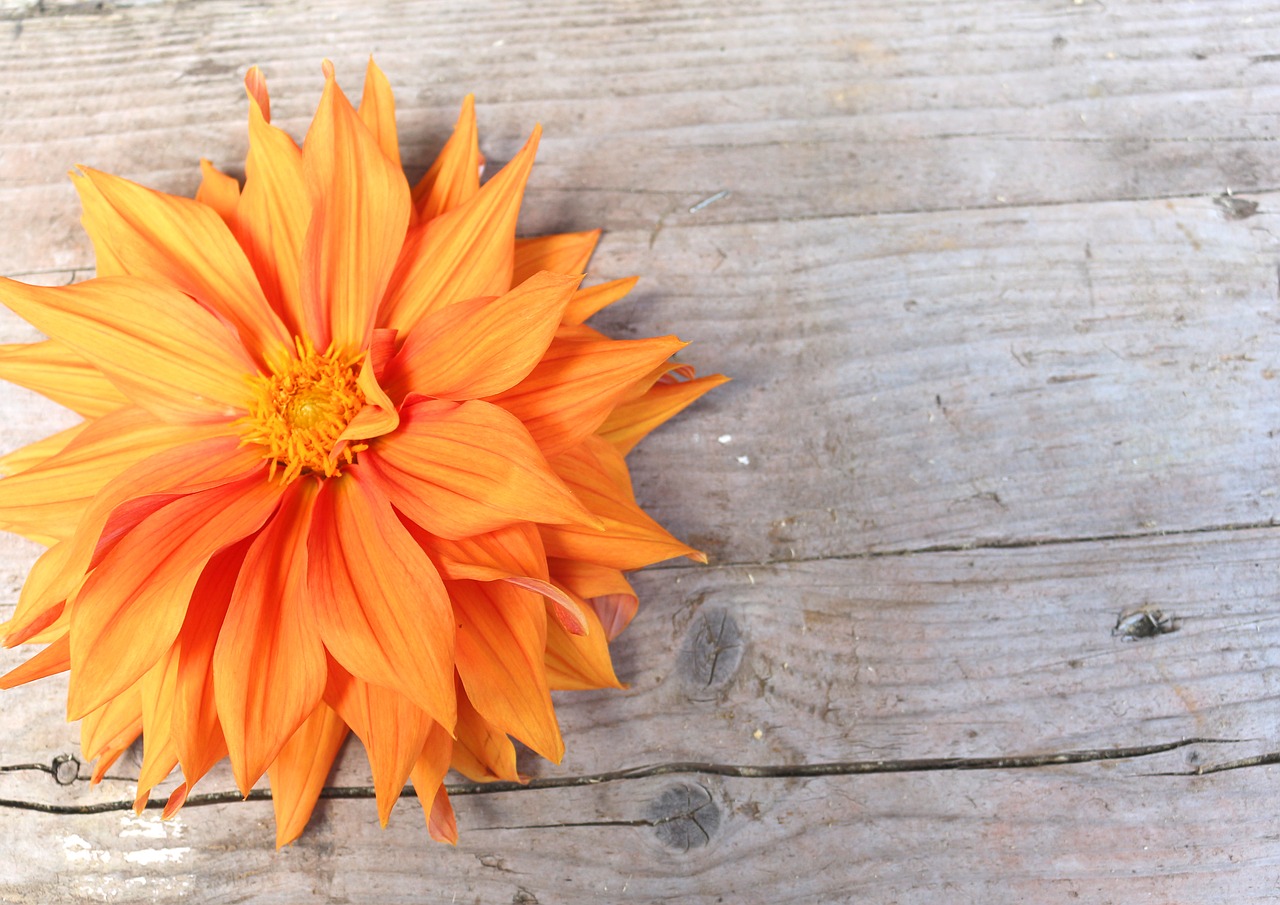 Dahlia Bright, Dideli Žydai, Fonas, Oranžinė, Mediena, Lenta, Apdaila, Nemokamos Nuotraukos,  Nemokama Licenzija