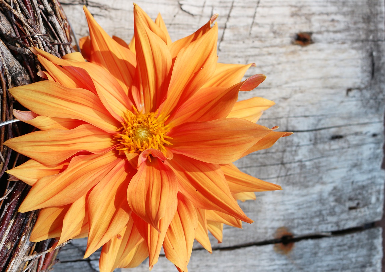 Dahlia Bright, Dideli Žydai, Fonas, Oranžinė, Mediena, Lenta, Apdaila, Nemokamos Nuotraukos,  Nemokama Licenzija