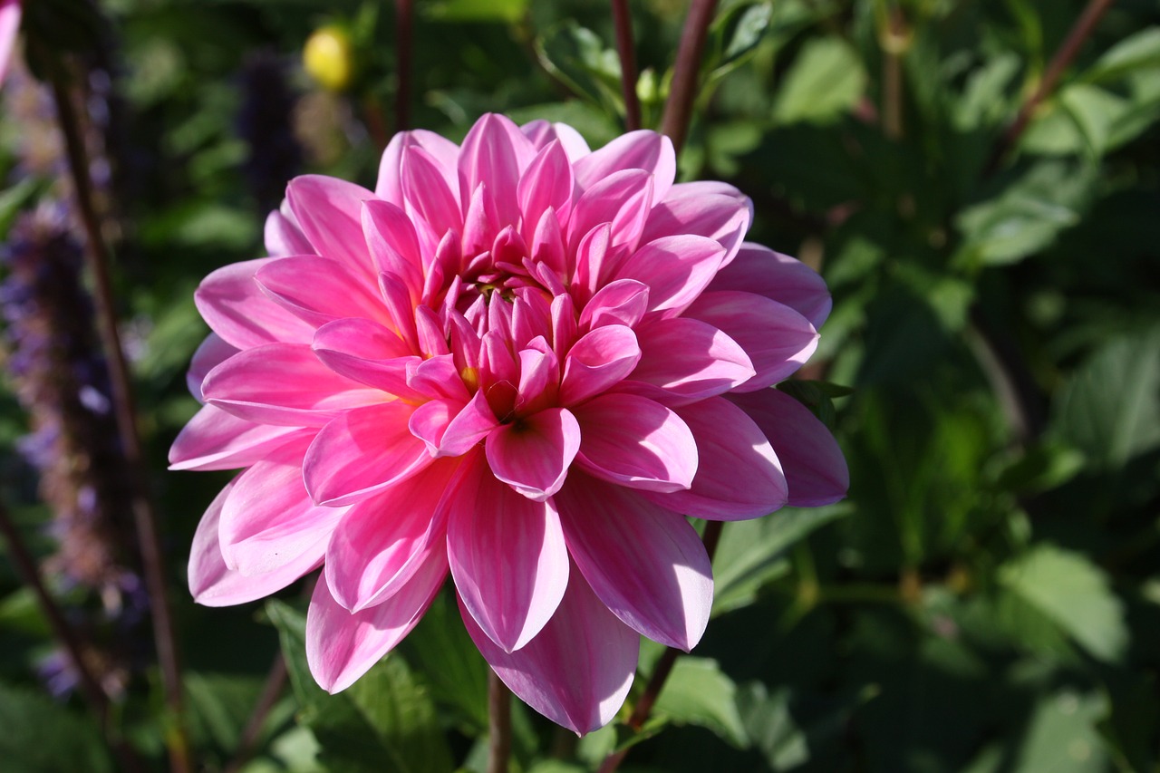 Dahlia Ugnis, Ruduo, Rožinis, Nemokamos Nuotraukos,  Nemokama Licenzija