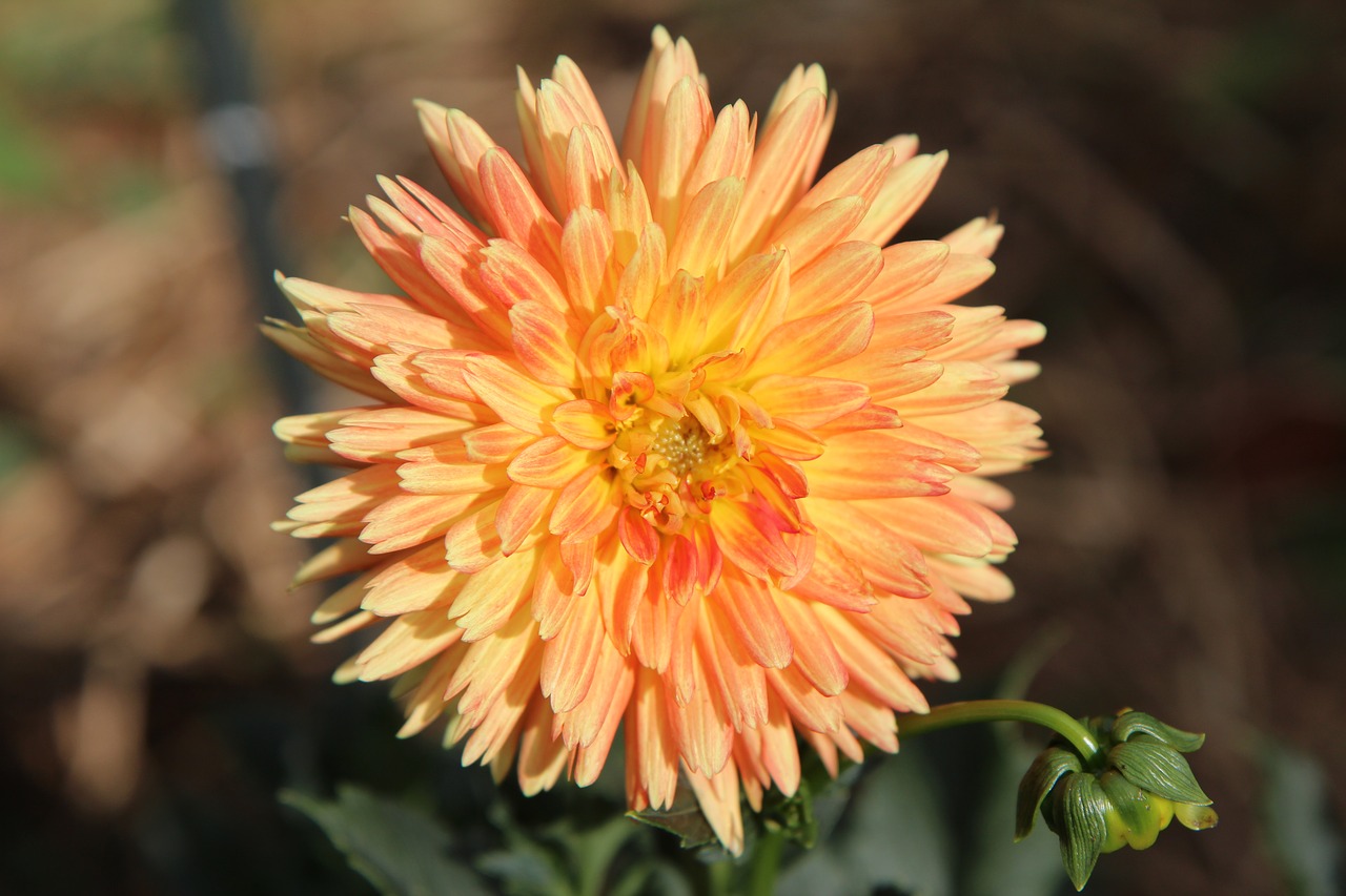 Dahlia Flower,  Dahlia-Oranžinė,  Dahlia,  Žydėjimas, Nemokamos Nuotraukos,  Nemokama Licenzija