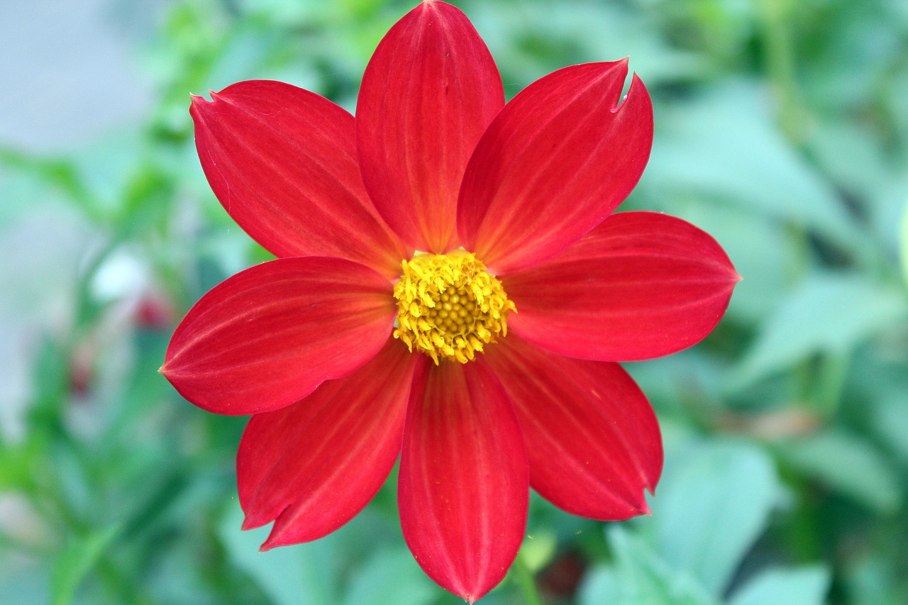 Dahlia Mignon, Dahlia Pinnata, Gėlė, Sodas, Gamta, Namai Ir Sodas, Sodo Augalas, Raudona, Žydinčios Gėlės, Ruduo