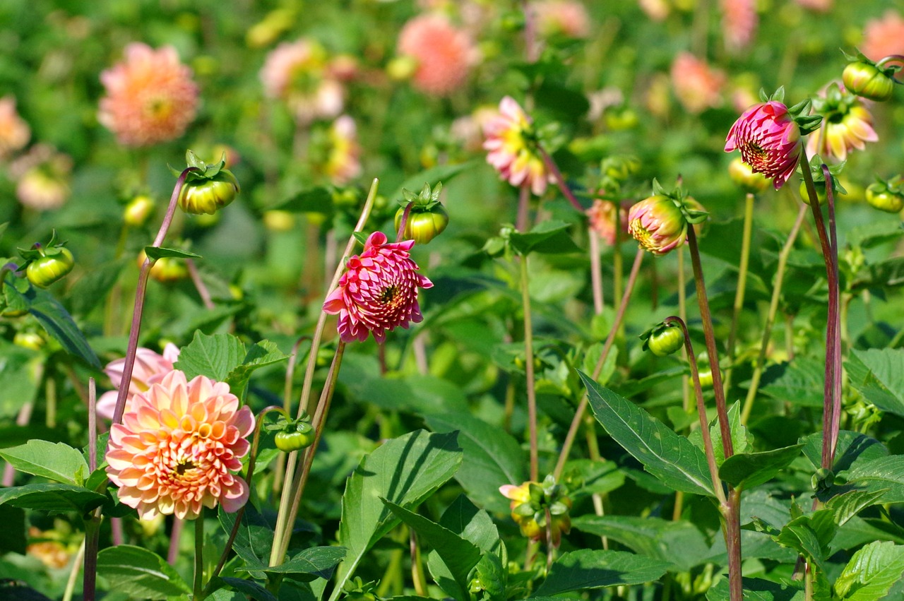 Dervos, Žiedas, Žydėti, Raudona Dahlia, Dahlia Sodas, Gėlė, Vasaros Pabaigoje, Sodas, Sodo Augalas, Gėlių Sodas